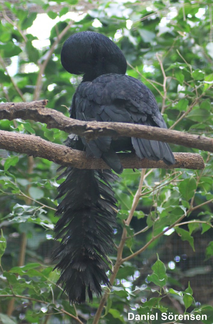 Long-wattled umbrellabird (24/3-19)