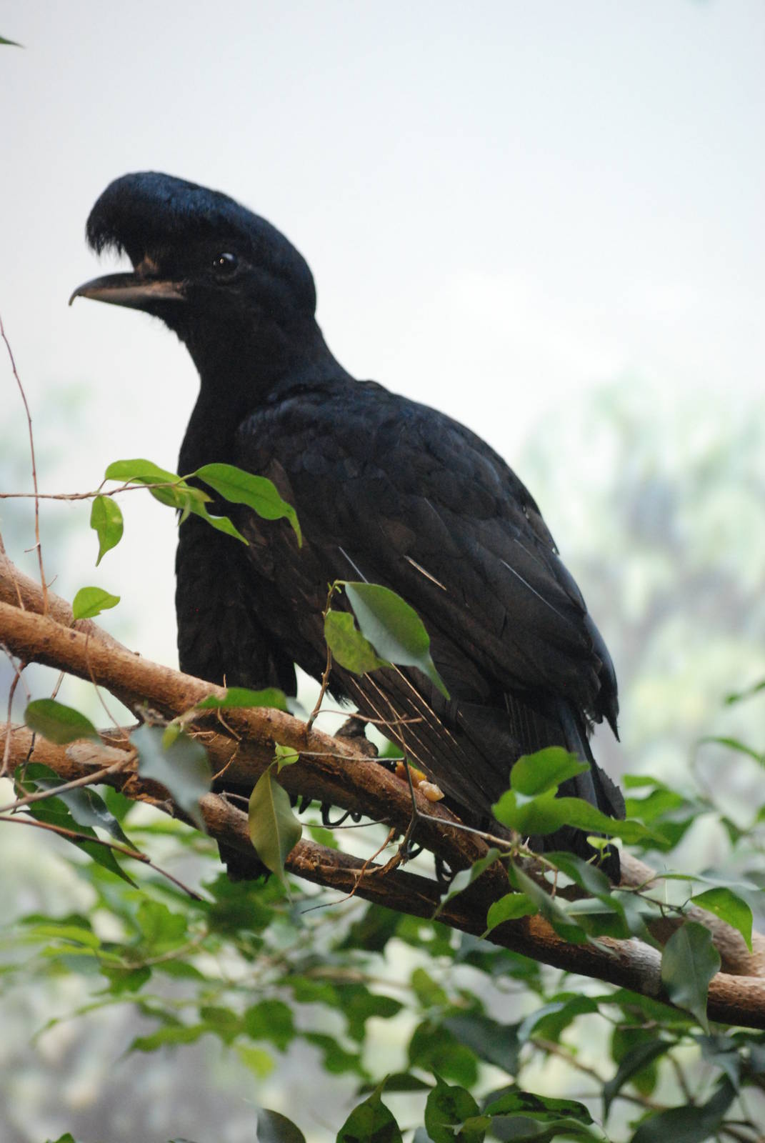 Long-wattled Umbrellabird at Barcelona, 30/05/11