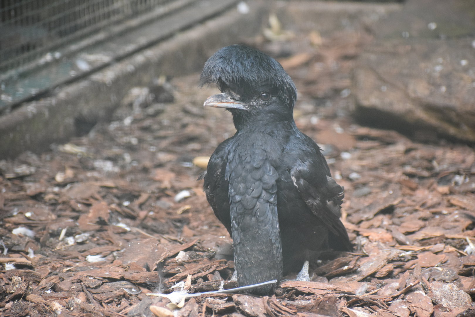 Long-wattled umbrellabird - August 2023