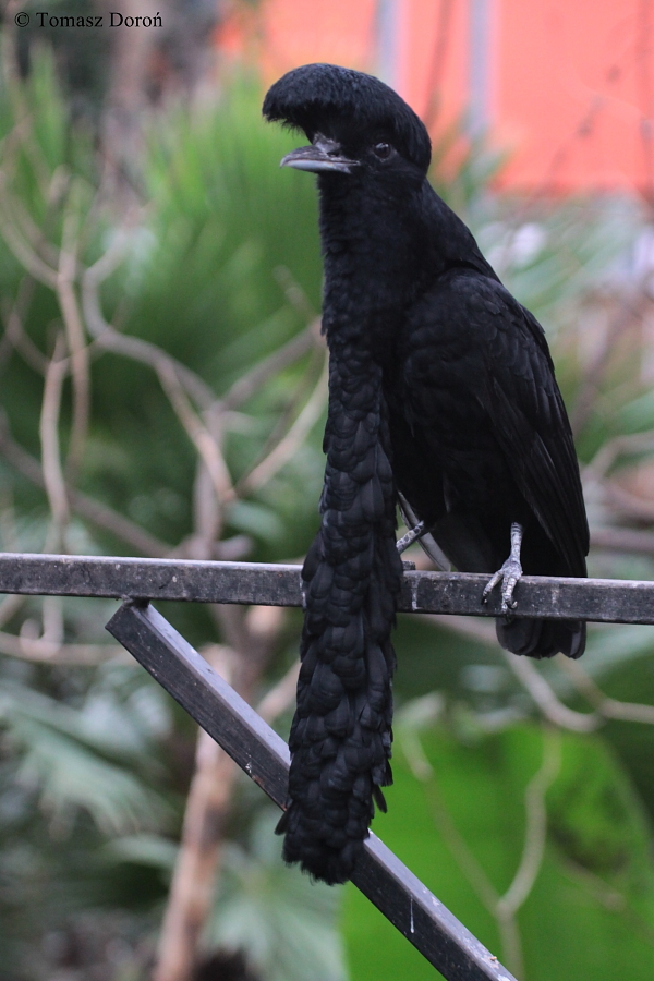 Long-wattled Umbrellabird (Cephalopterus penduliger) - male.
