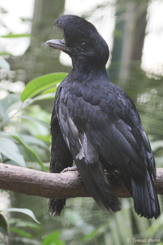Long-wattled Umbrellabird (Cephalopterus penduliger) male