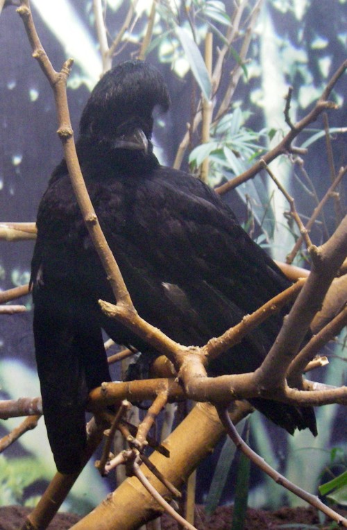 Long-wattled Umbrellabird (Cephalopterus penduliger)
