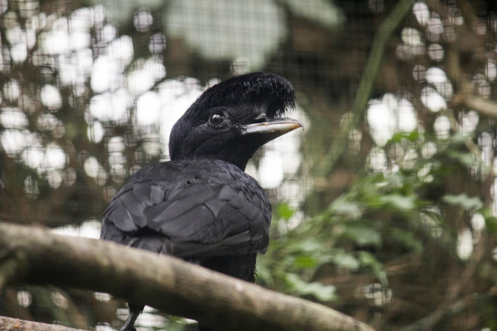 Long-wattled umbrellabird (Cephalopterus penduliger)