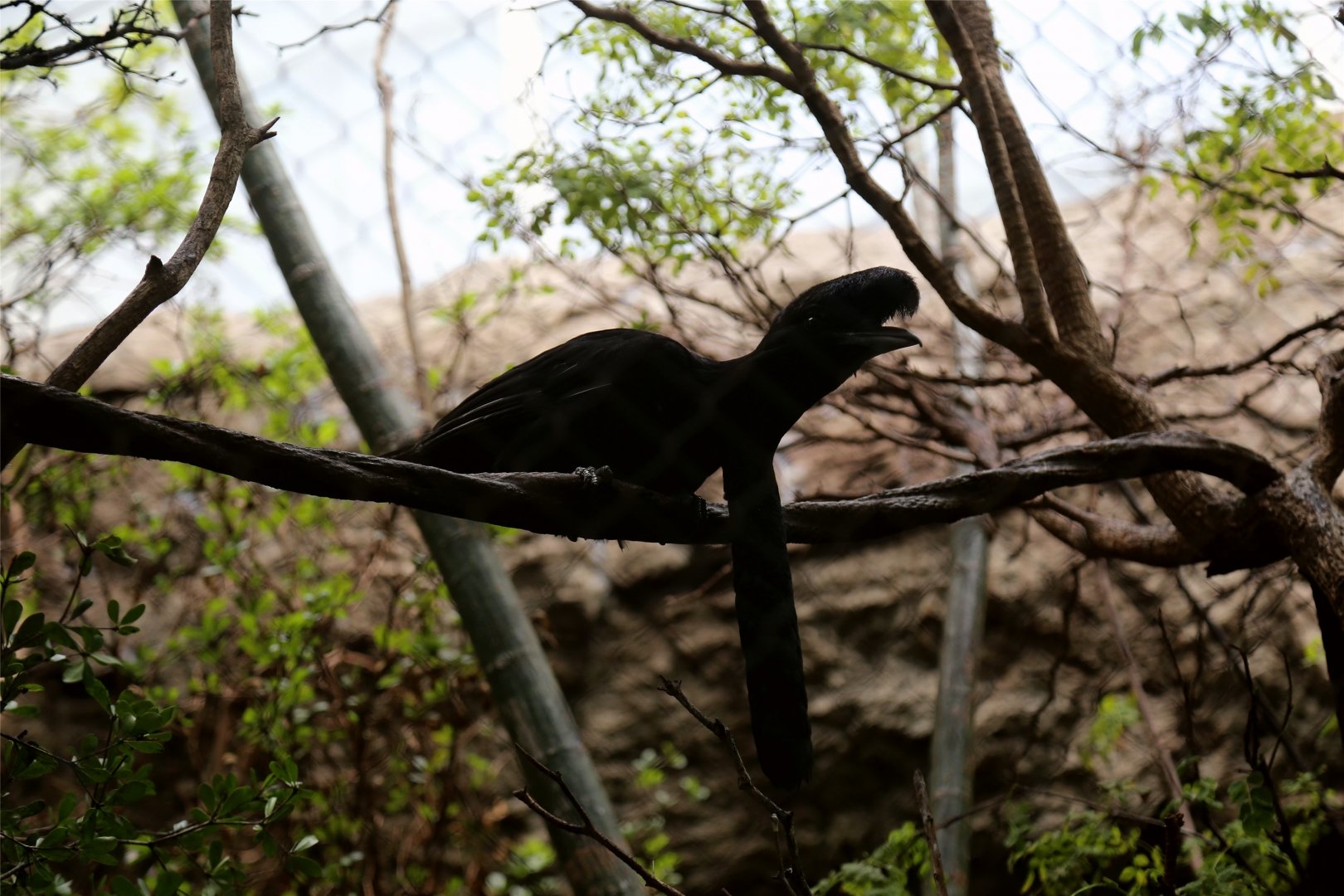 Long-wattled umbrellabird (Cephalopterus penduliger)