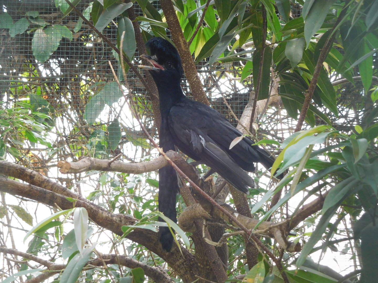 Long-wattled umbrellabird (Cephalopterus penduliger)