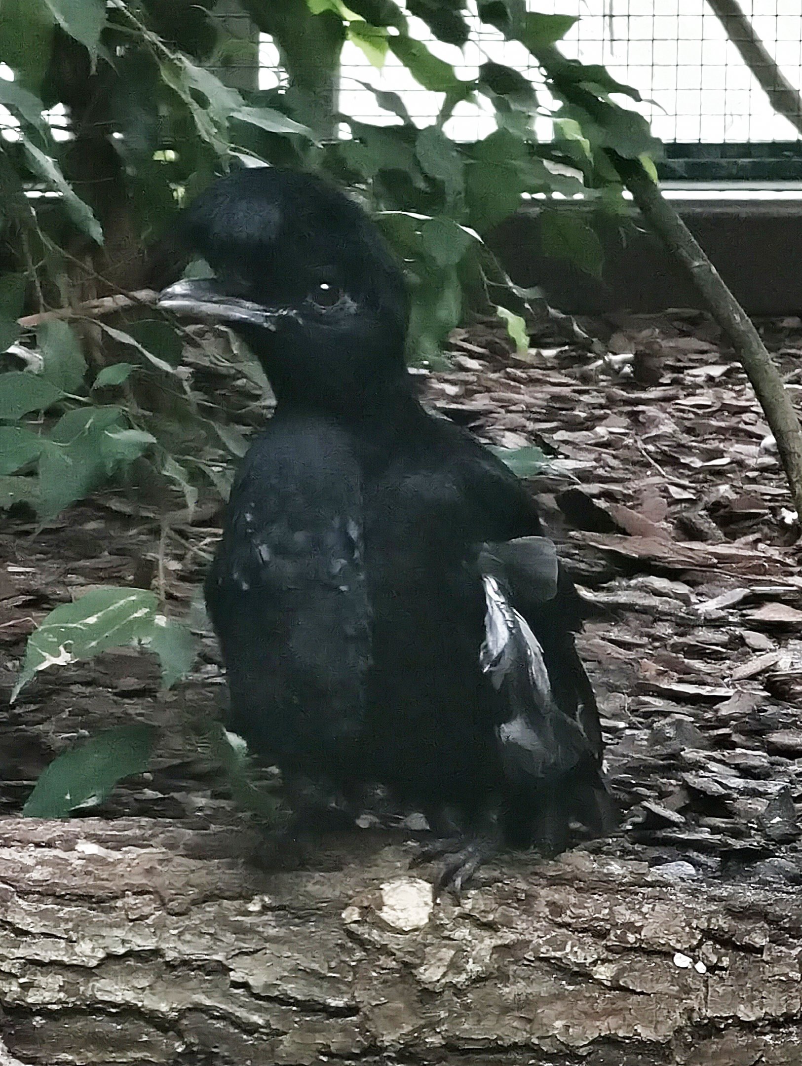 Long-wattled umbrellabird (Cephalopterus penduliger)
