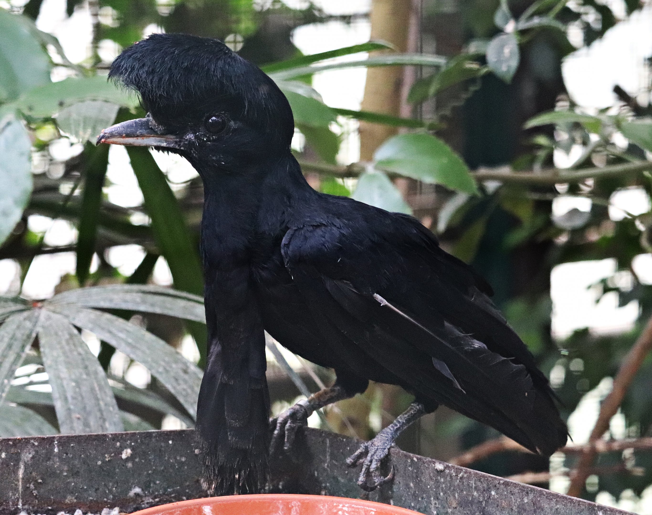 Long-wattled umbrellabird (Cephalopterus penduliger)