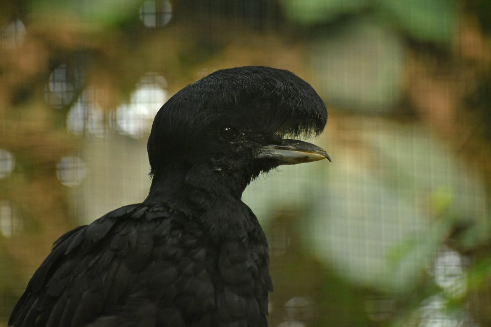 Long-wattled umbrellabird Cephalopterus penduliger