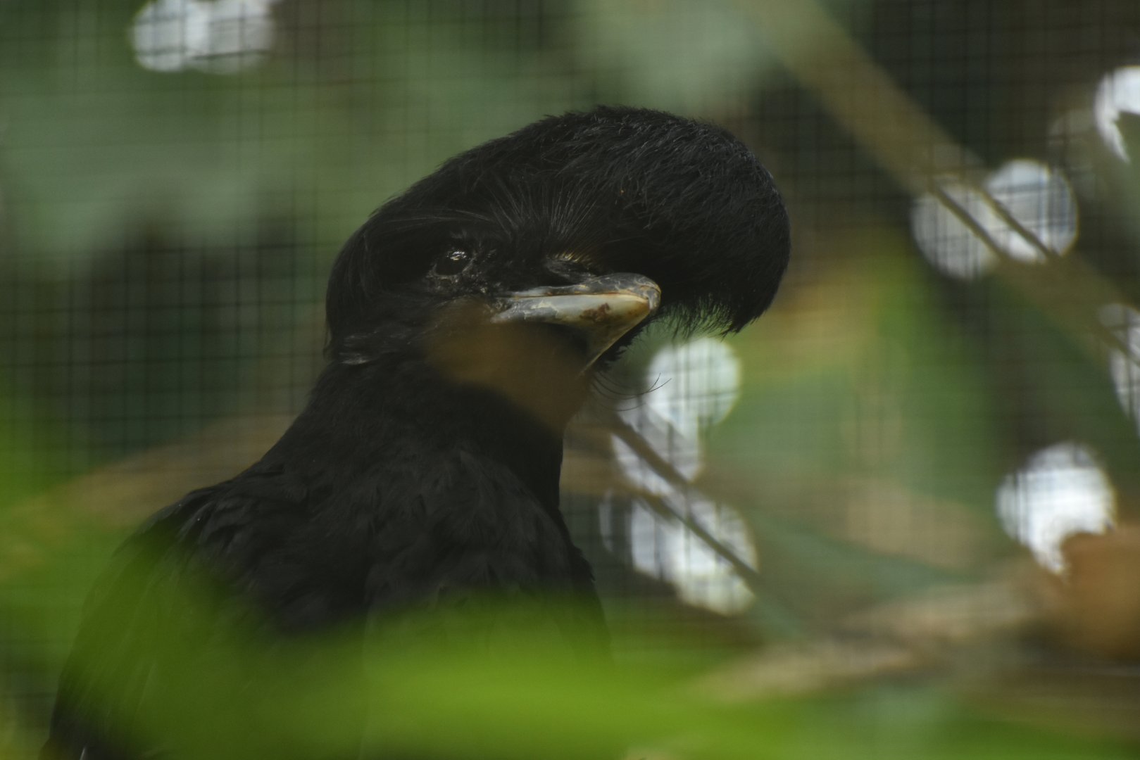 Long-wattled umbrellabird Cephalopterus penduliger