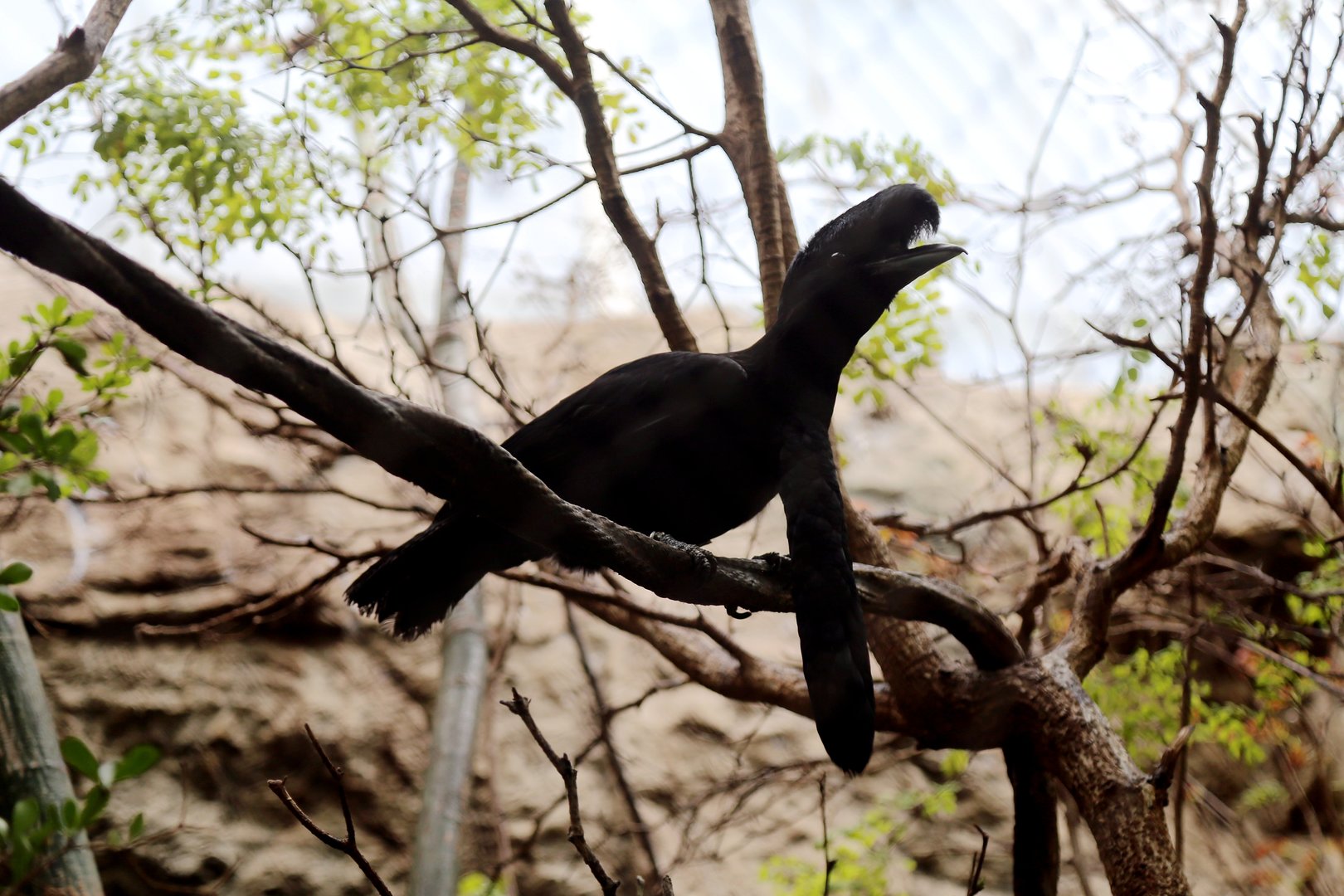 Long-wattled Umbrellabird (Cephalopterus penduliger)