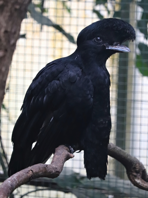 Long-wattled umbrellabird (Cephalopterus penduliger)