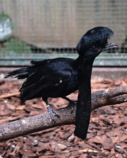 Long-wattled umbrellabird (Cephalopterus penduliger)