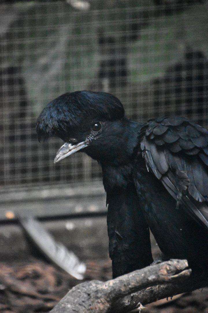 Long-wattled umbrellabird, Cephalopterus penduliger