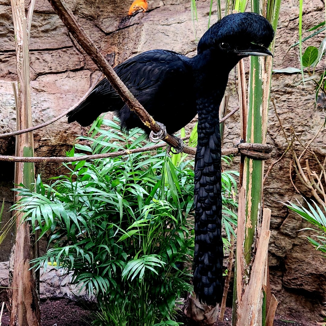 Long-Wattled Umbrellabird (Cephalopterus penduliger)