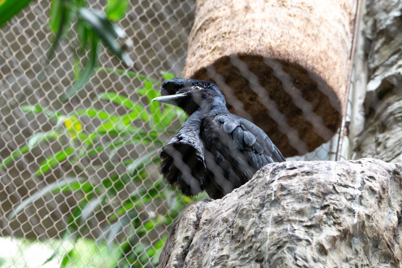 Long-wattled Umbrellabird enjoying an air vent pushing feathers on its wattle up