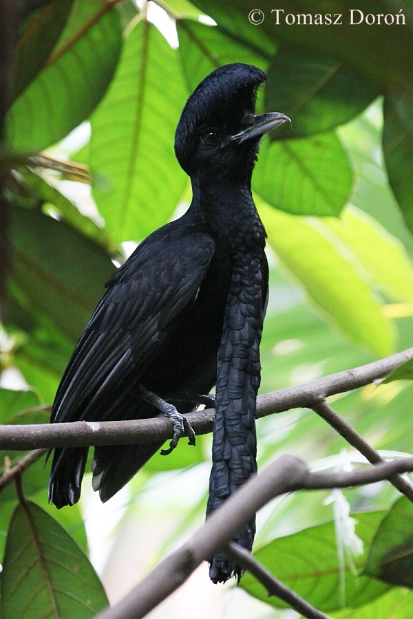 Long-wattled Umbrellabird - other photograph of the same male.