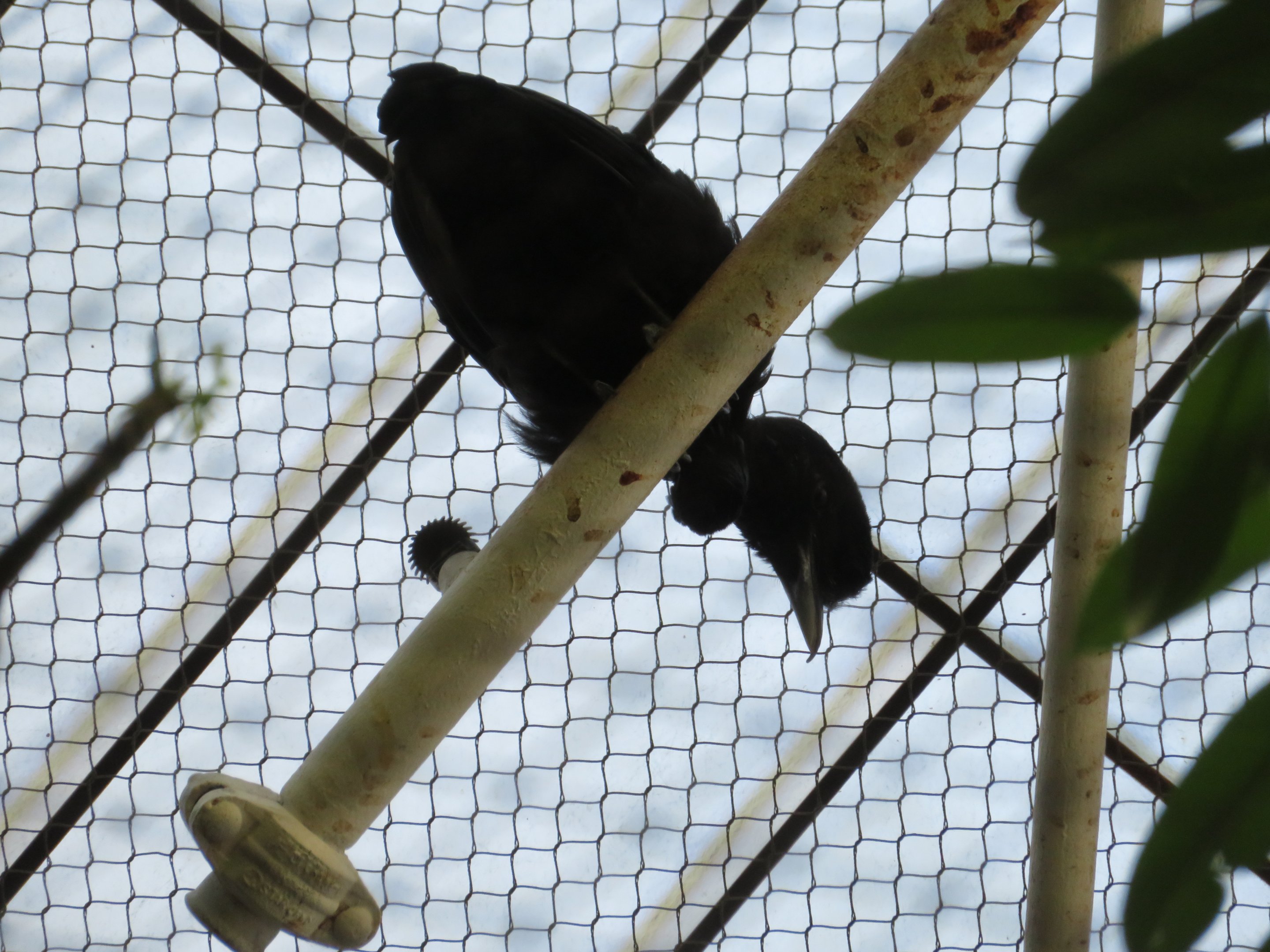 Long-wattled Umbrellabird. Umbrellabird