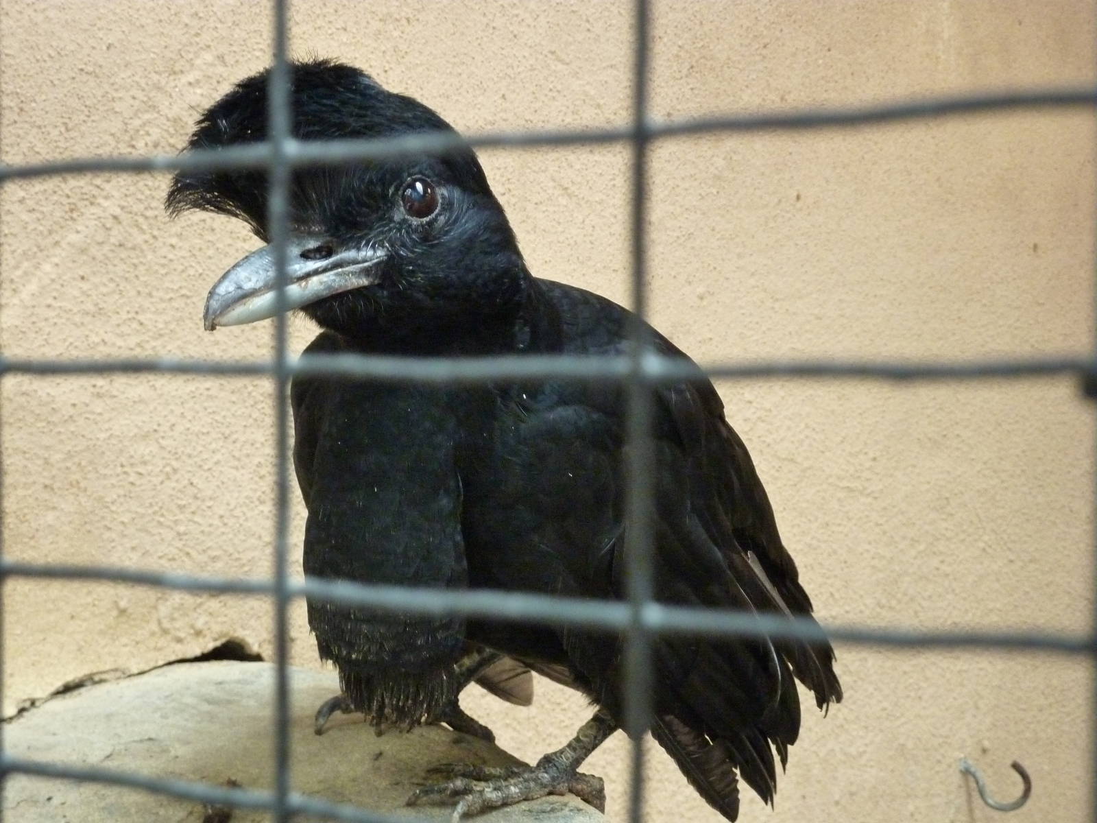 Long-wattled umbrellabird