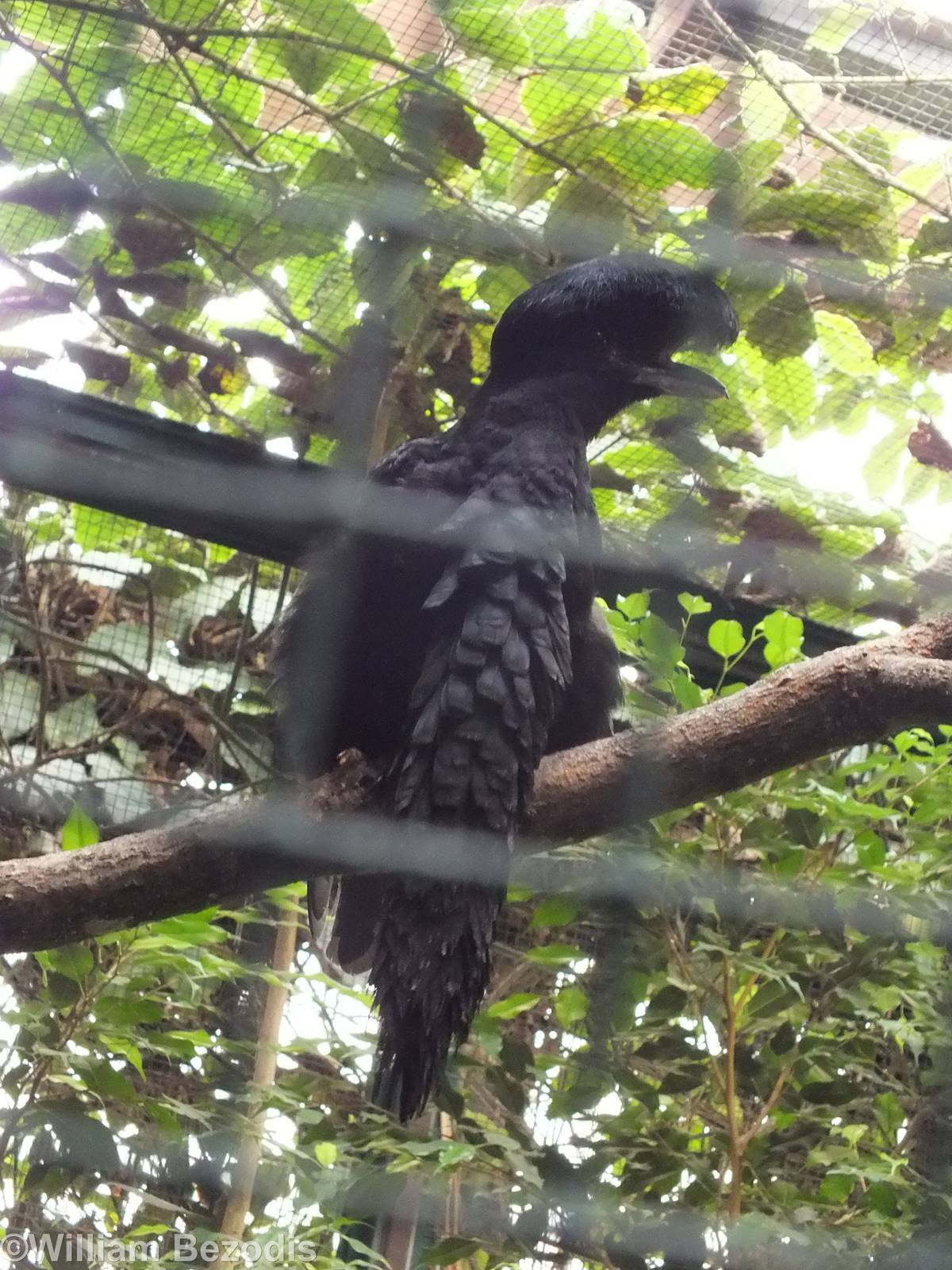 Long-wattled Umbrellabird
