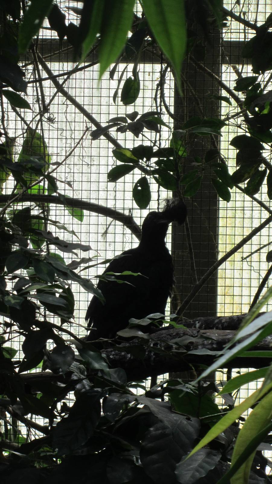 Long-wattled umbrellabird