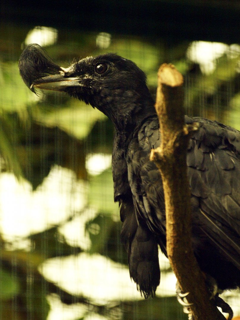 Long-wattled umbrellabird