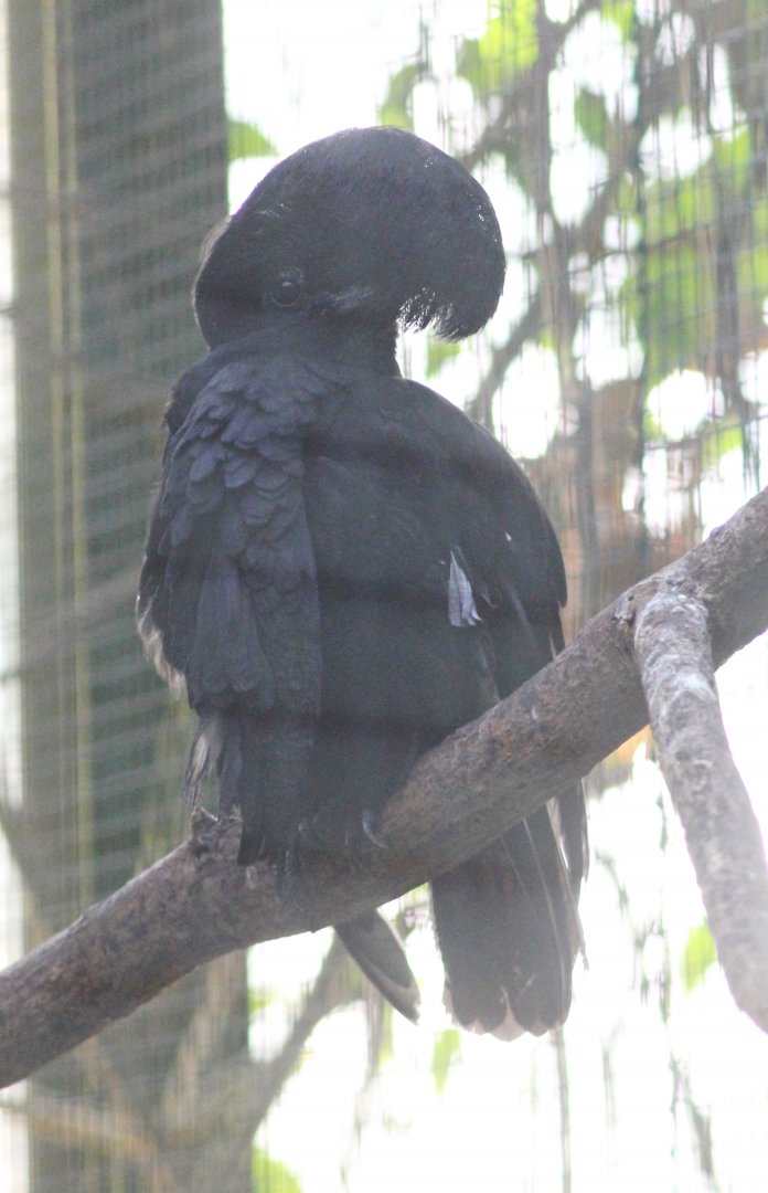 Long-wattled umbrellabird