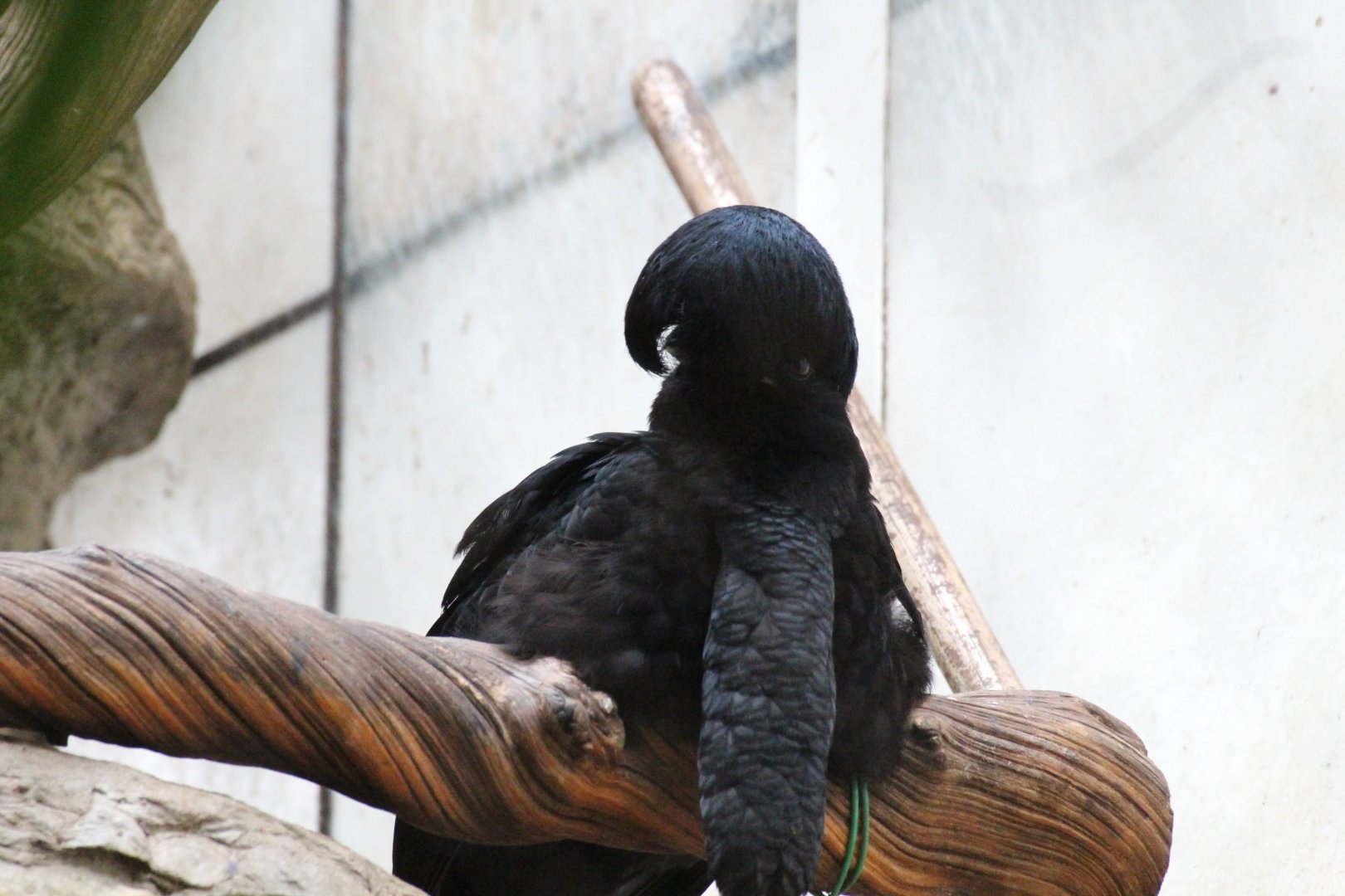 Long-wattled Umbrellabird