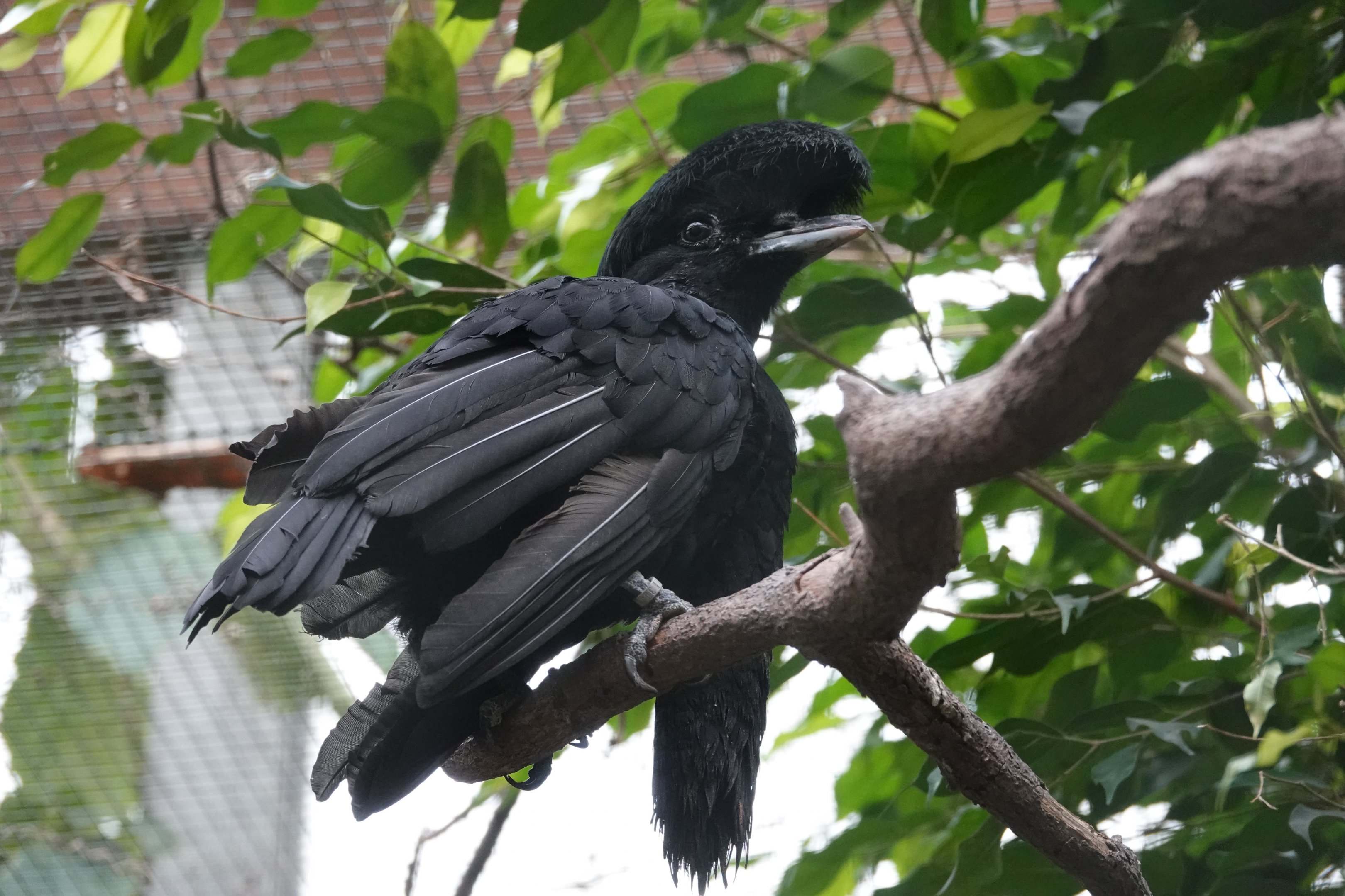 Long-wattled umbrellabird