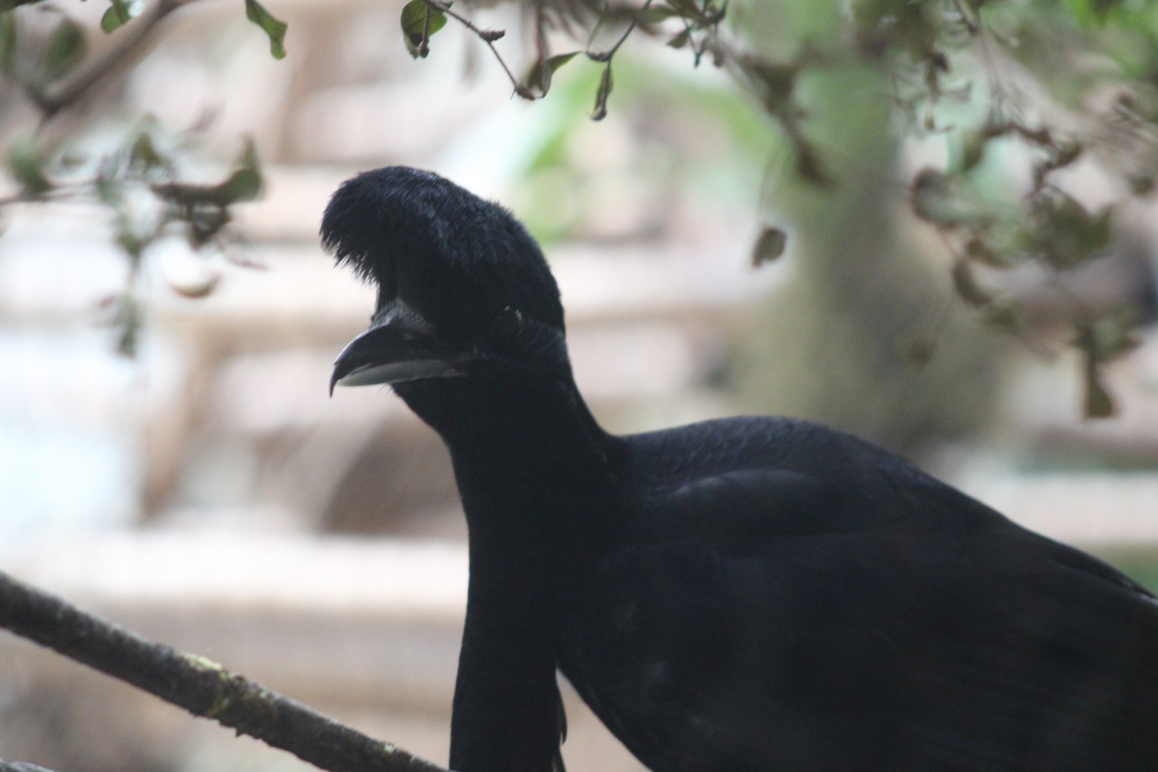 Long-wattled Umbrellabird