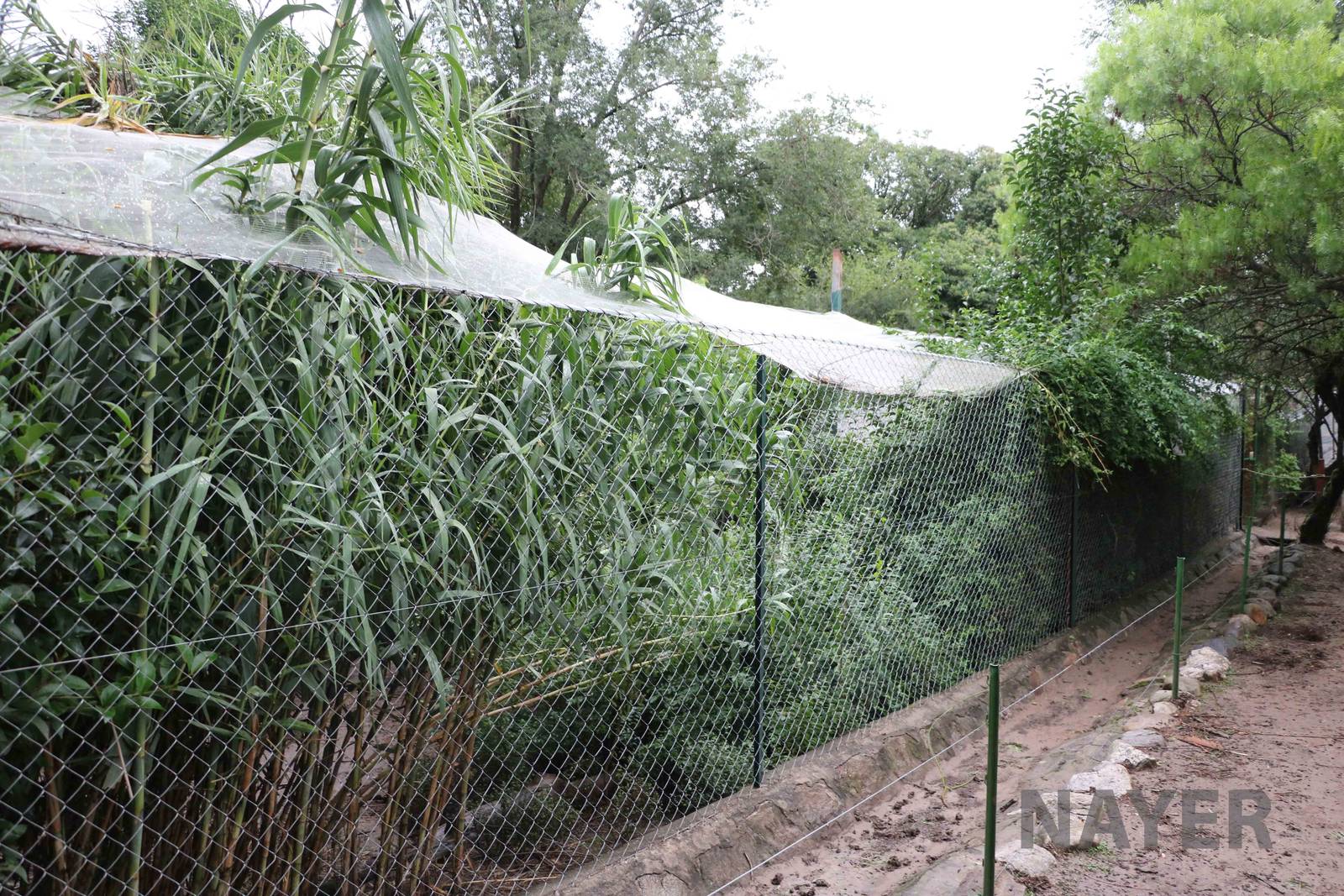 Long wetland aviaries - Tatu Carreta, April 2016.