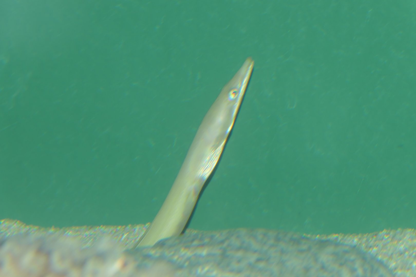 Longbill Snake Eel (Ophisurus macrorhynchos) - Uozu Aquarium
