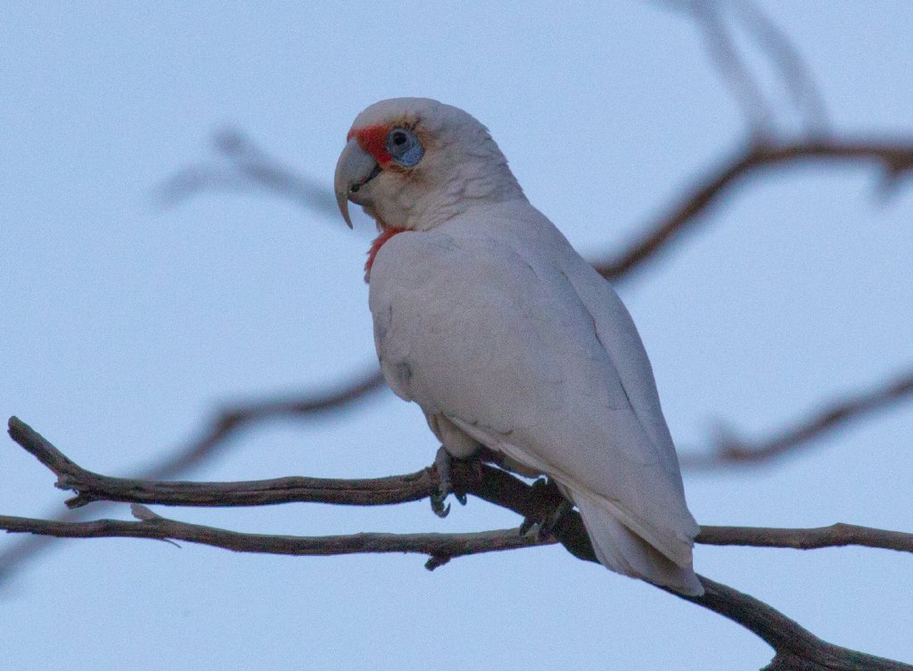 Longbilled Corella