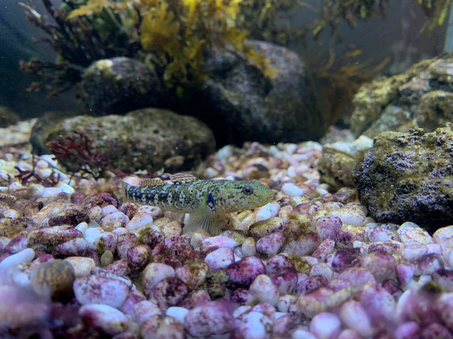 Longchin Goby