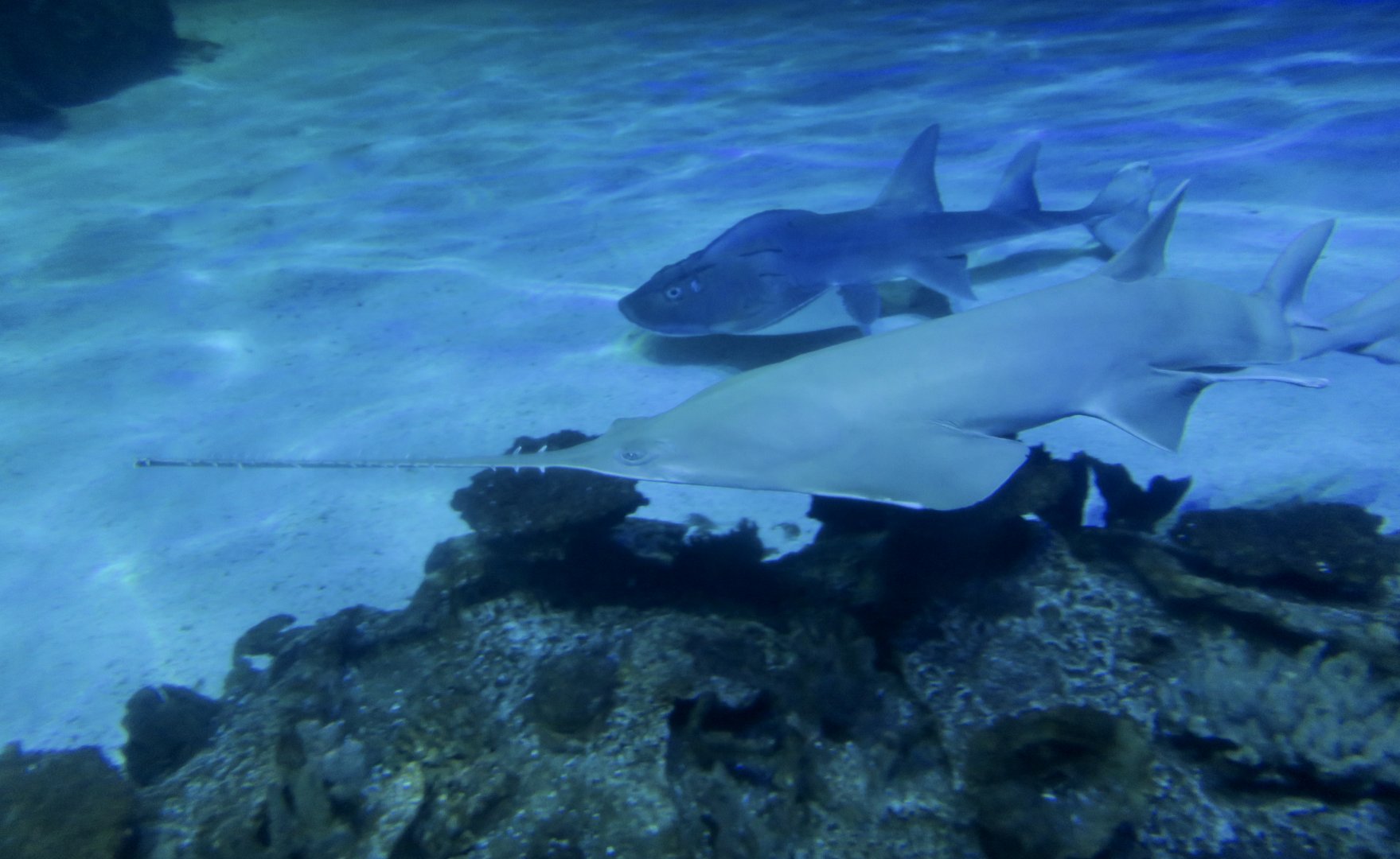 Longcomb Sawfish (Pristis zijsron) and Bowmouth Guitarfish (Rhina ancylostoma)