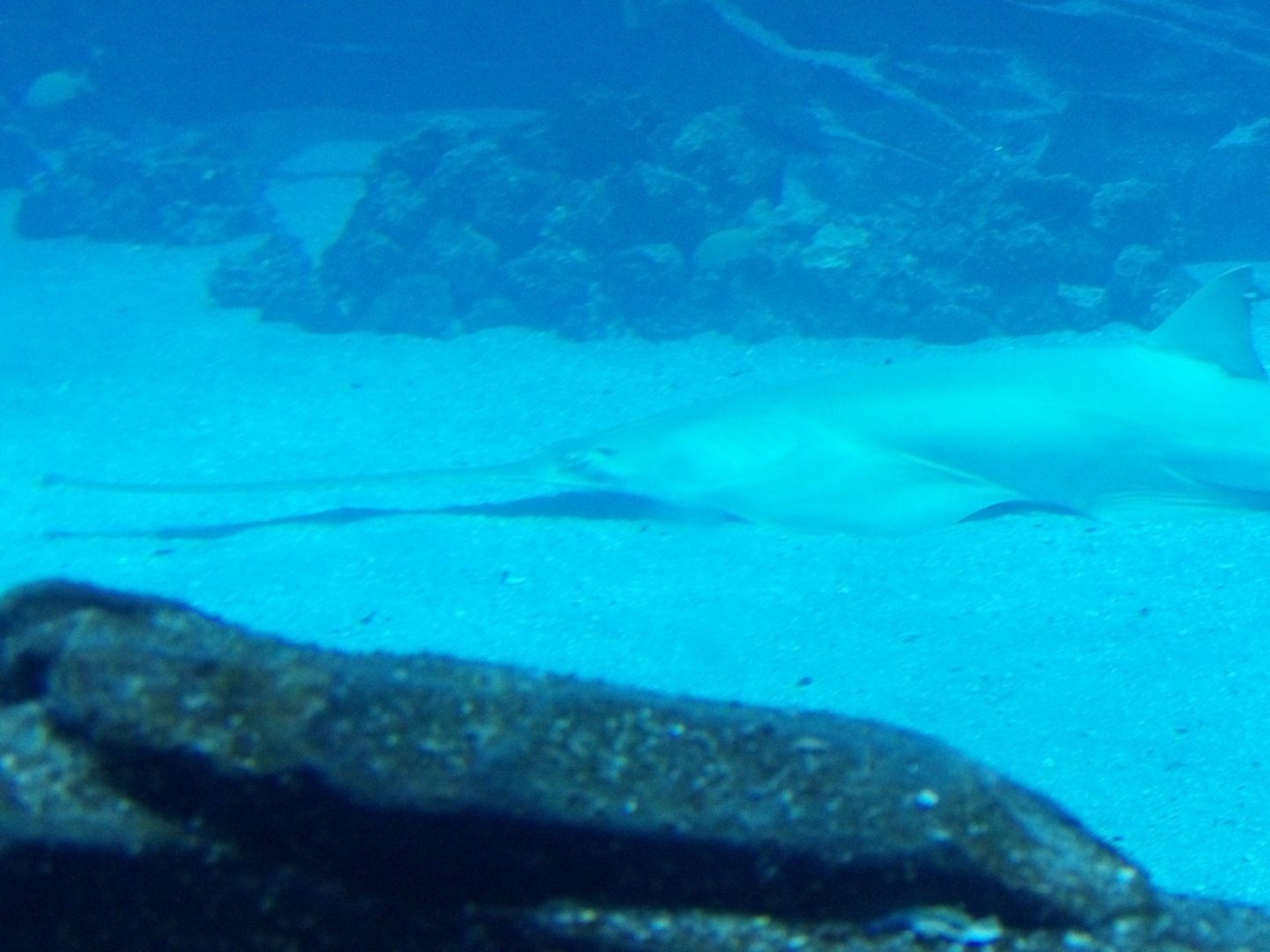 Longcomb Sawfish(Pristis zijsron) - december 2023