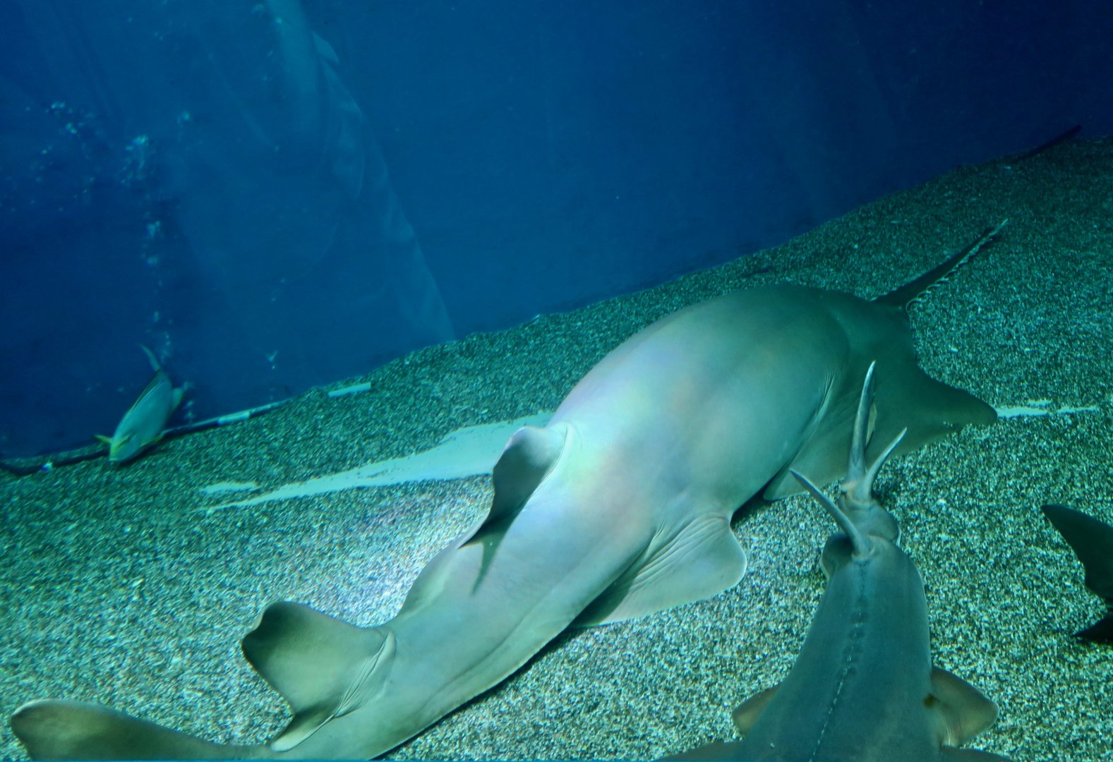 Longcomb Sawfish (Pristis zijsron)