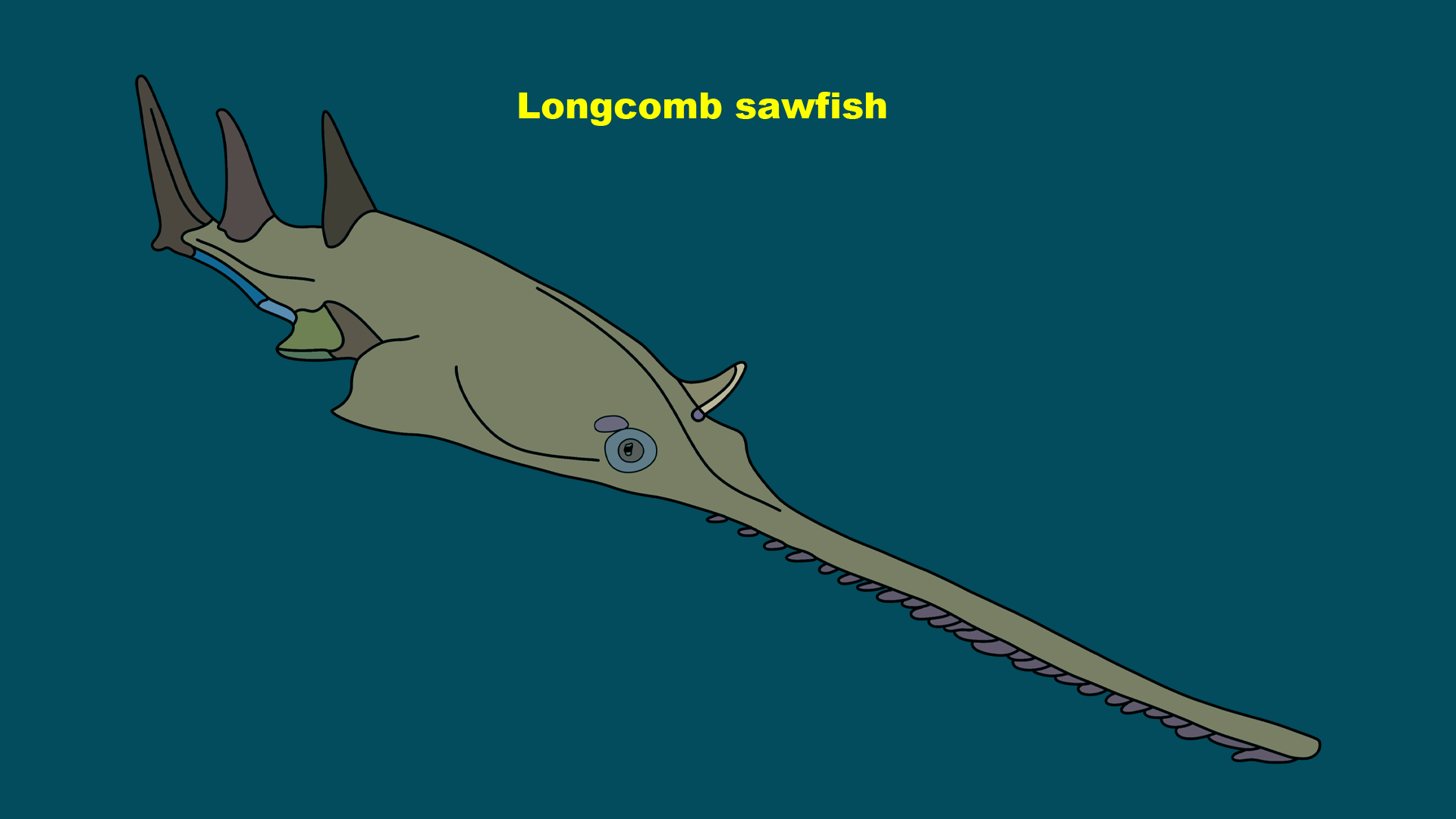 Longcomb sawfish (Pristis zijsron)