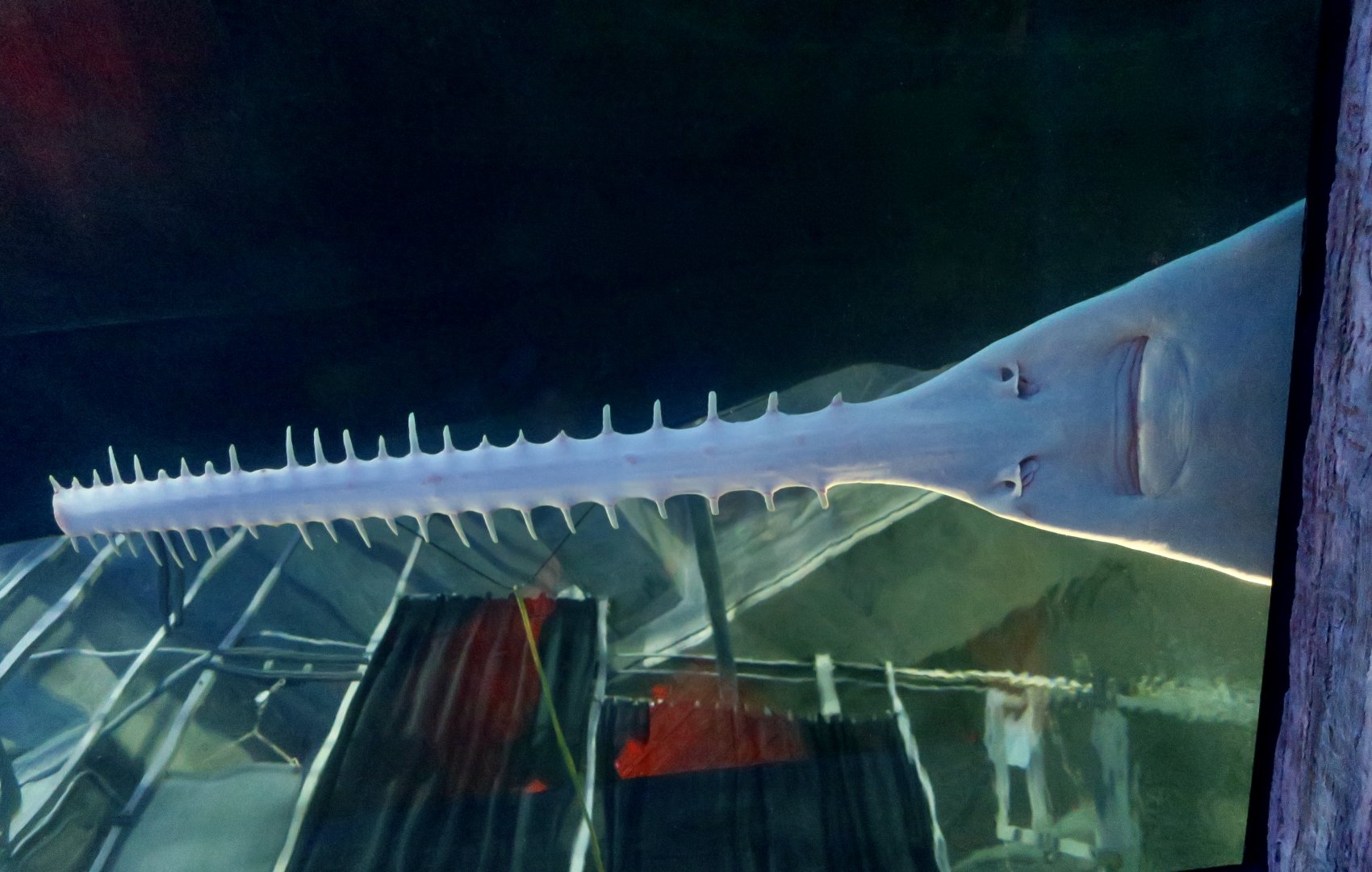 Longcomb Sawfish (Pristis zijsron)