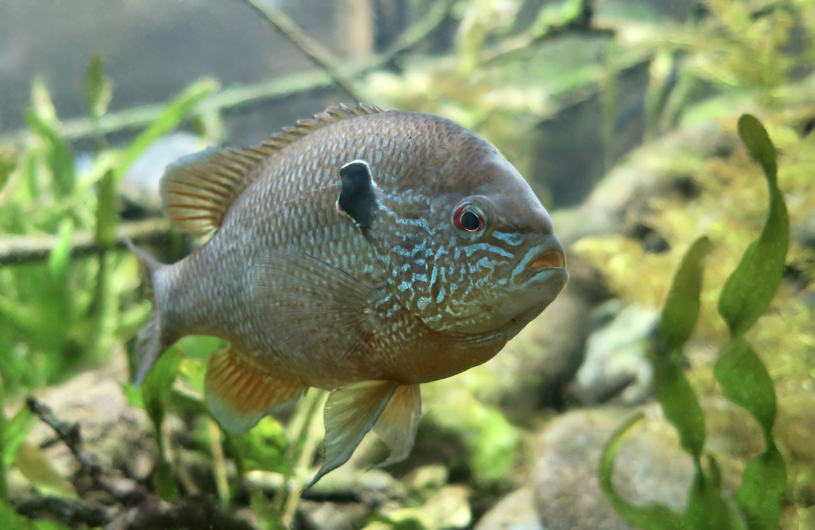 Longear Sunfish (Lepomis megalotis)