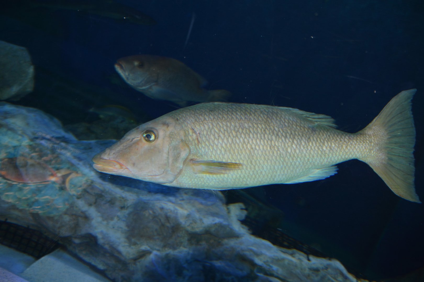 Longface emperor (Lethrinus olivaceus)