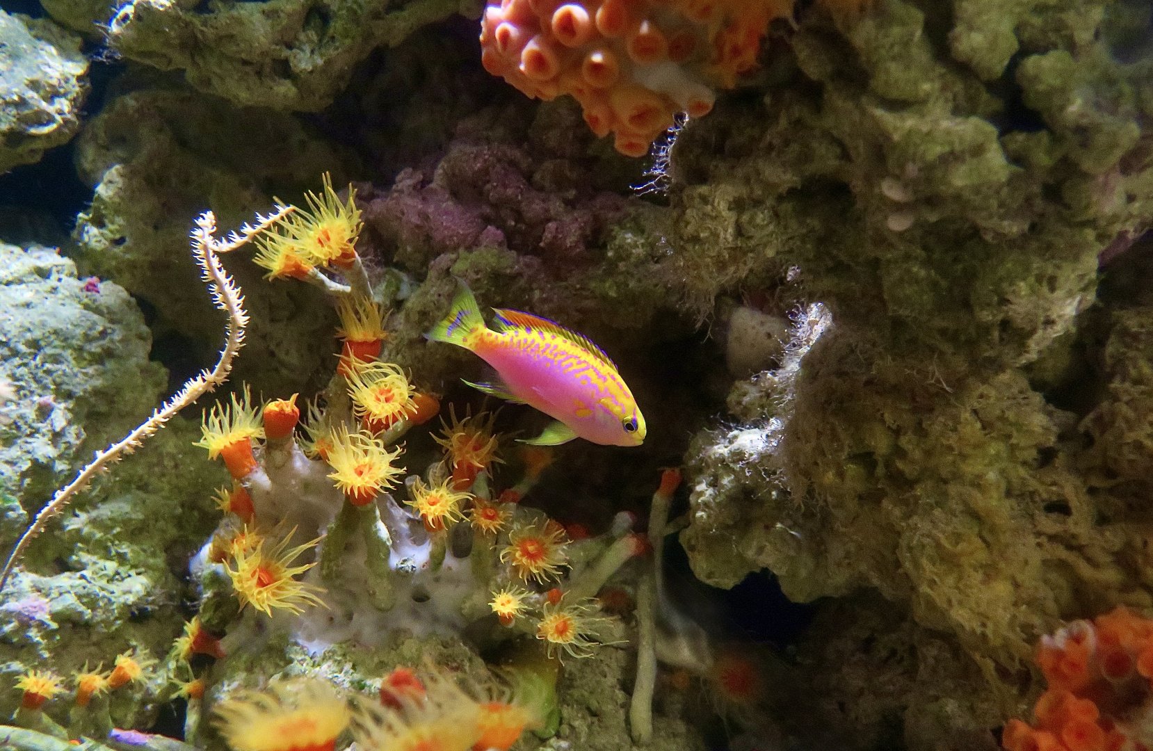 Longfin Anthias (Pseudanthias ventralis) - Okinawa locality