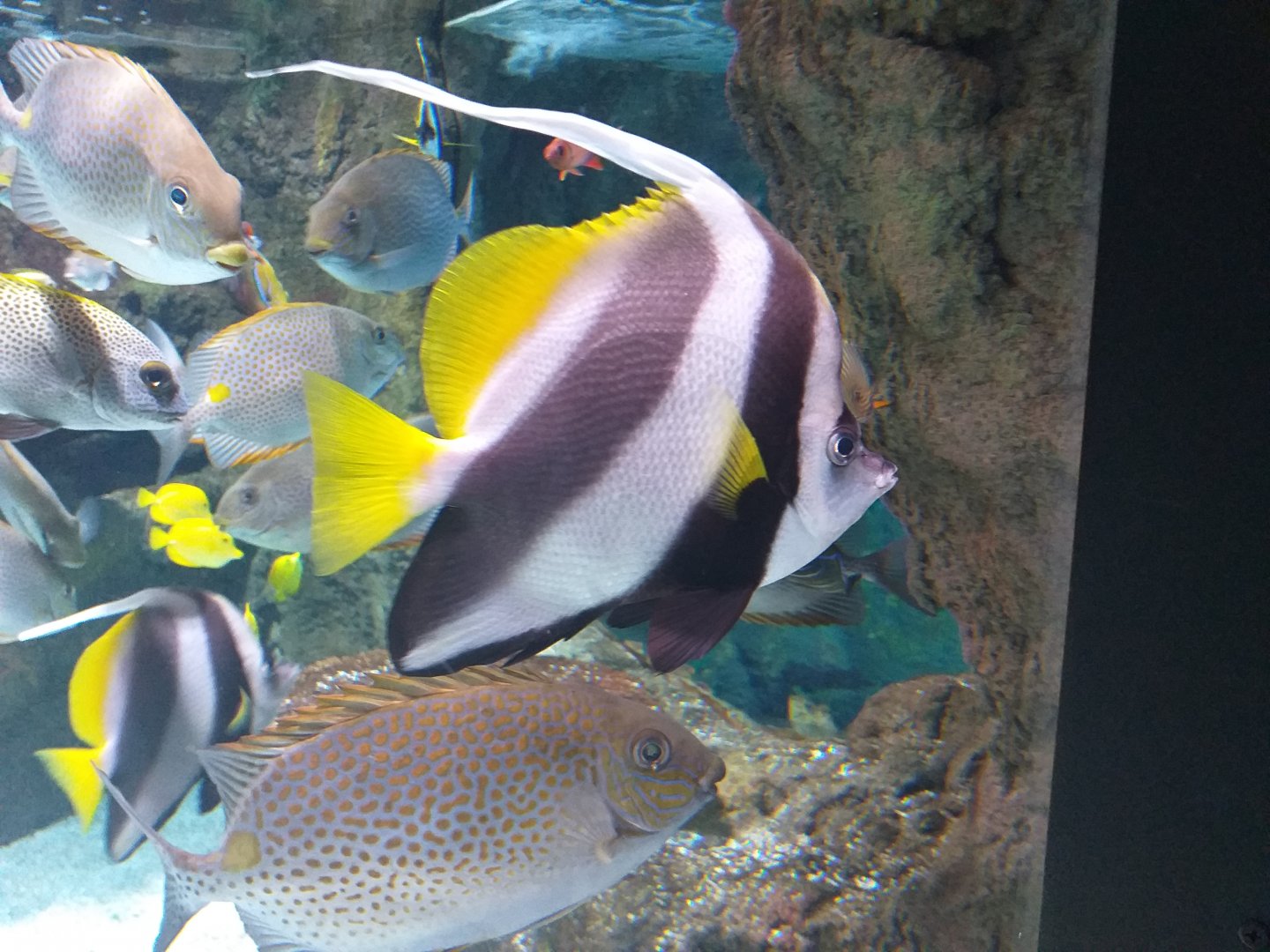 Longfin bannerfish and Orange-spotted Spinefoot -BioDomo (2019)