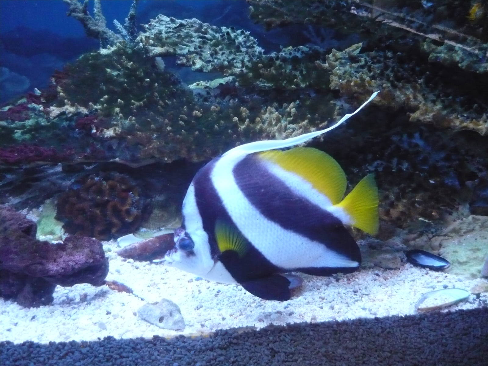 Longfin bannerfish (Heniochus acuminatus)