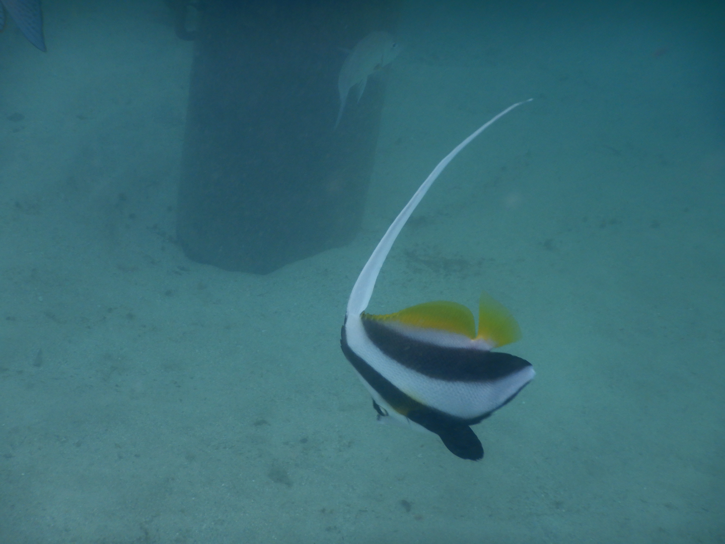 Longfin Bannerfish (Heniochus acuminatus)