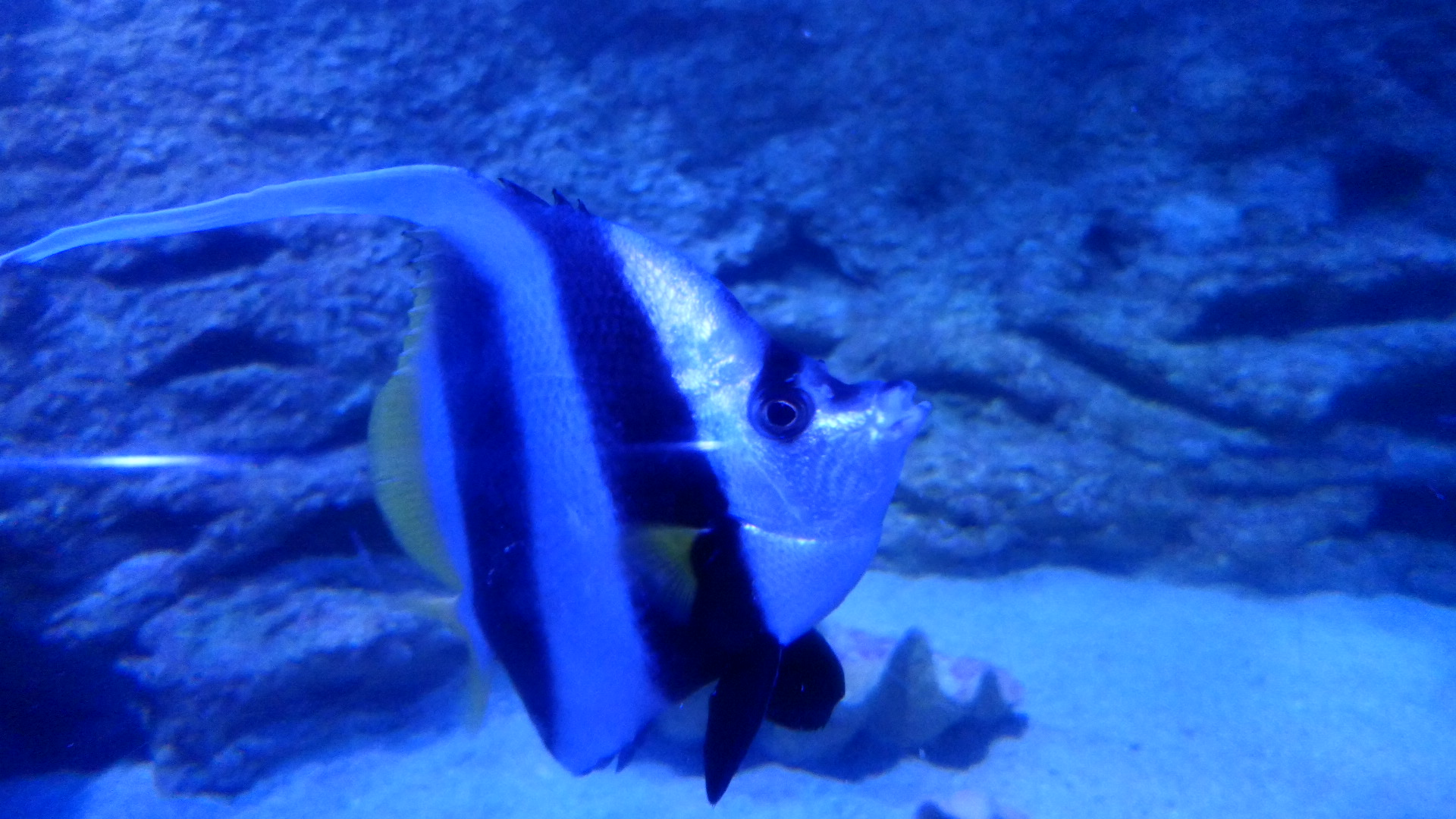 Longfin Bannerfish (Heniochus acuminatus)