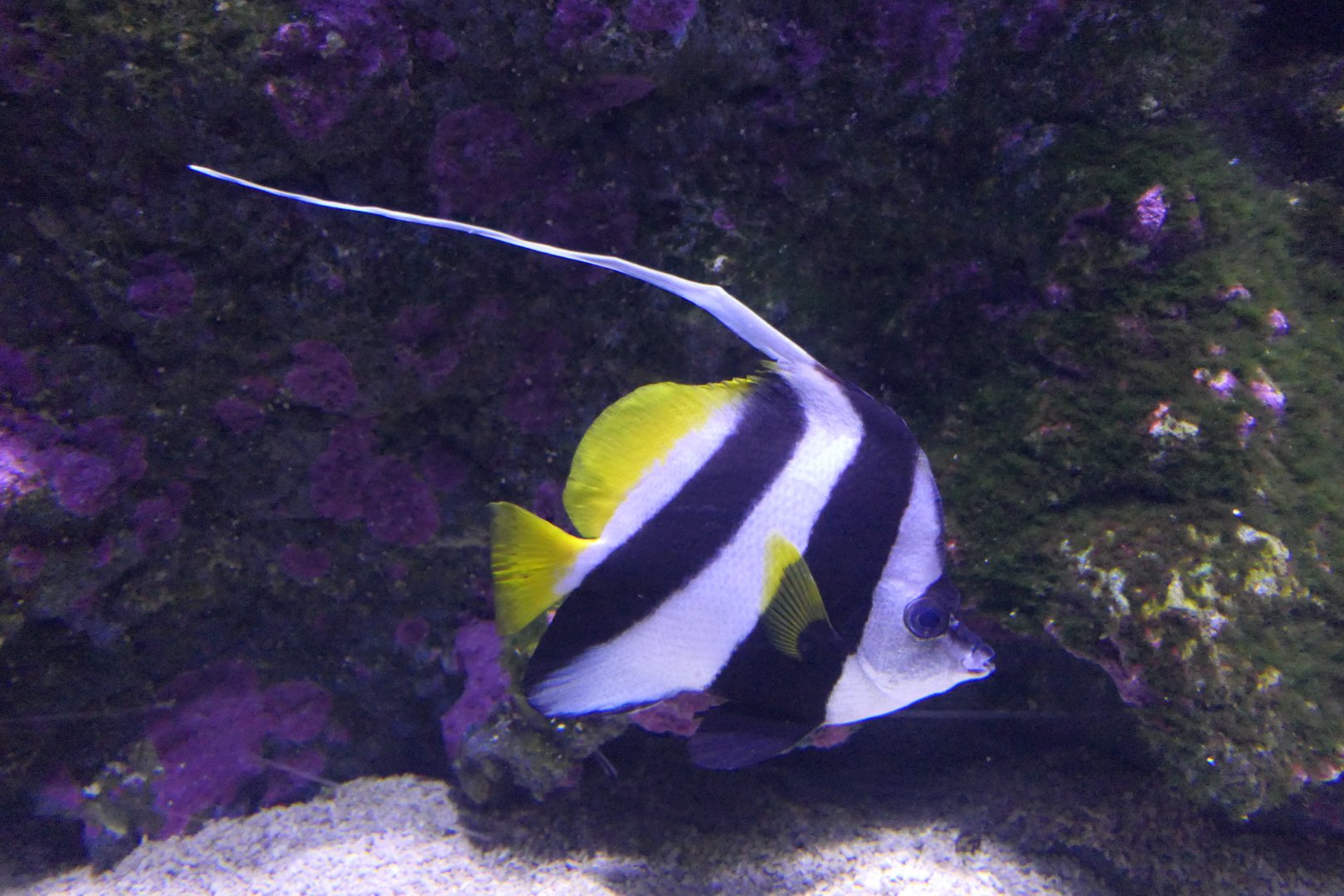 Longfin Bannerfish (Heniochus acuminatus)