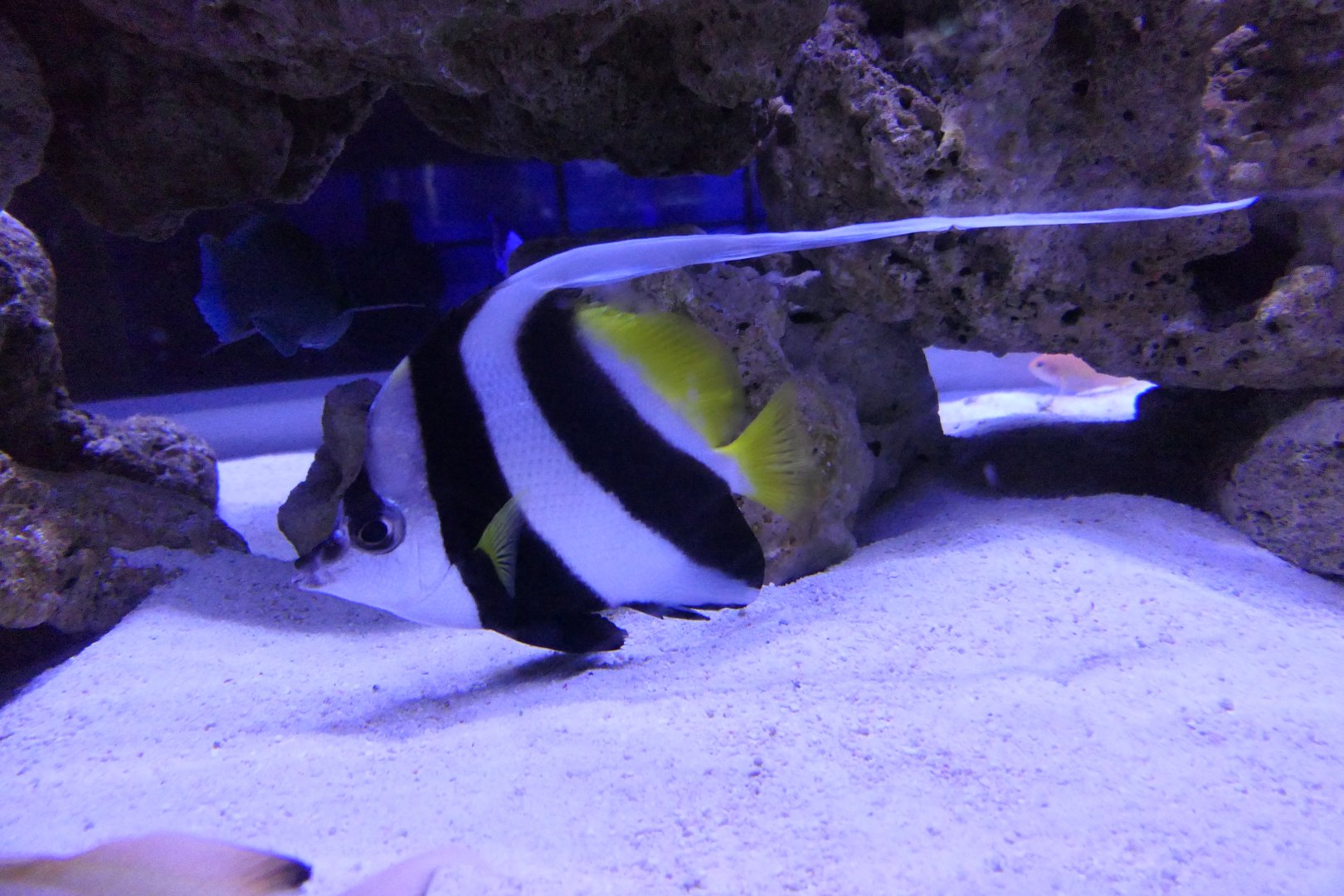 Longfin Bannerfish (Heniochus acuminatus)