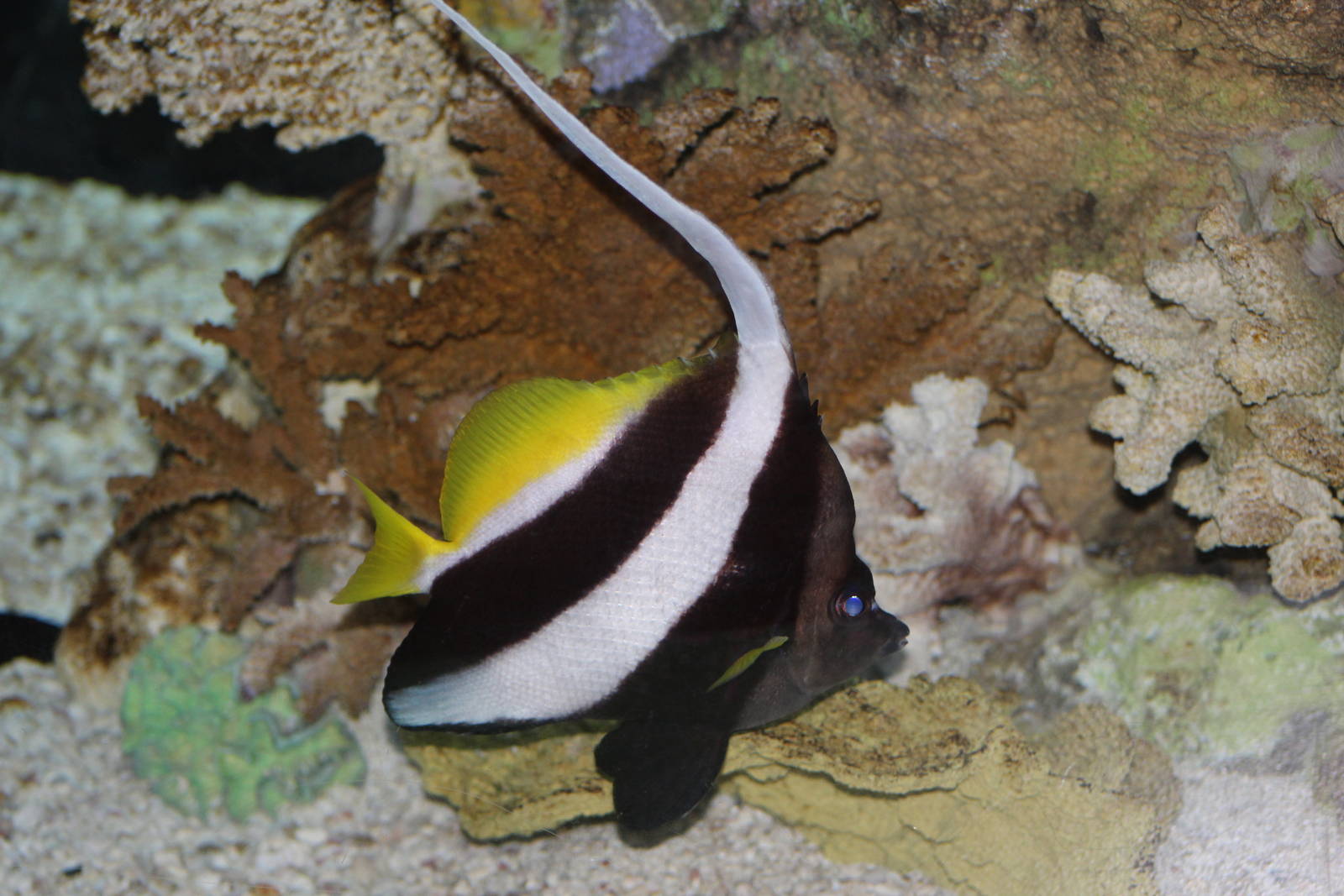 Longfin Bannerfish