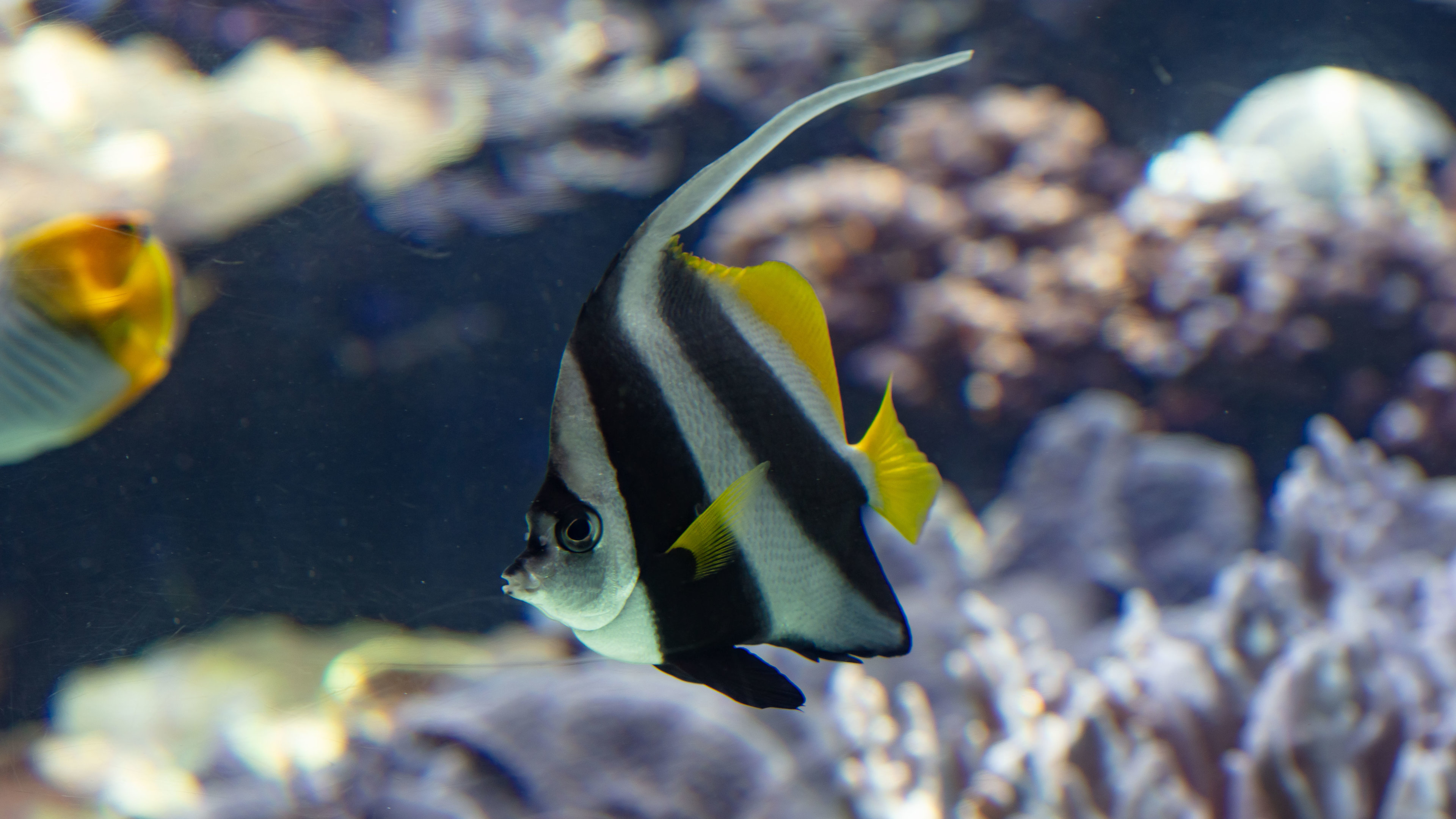 Longfin Bannerfish