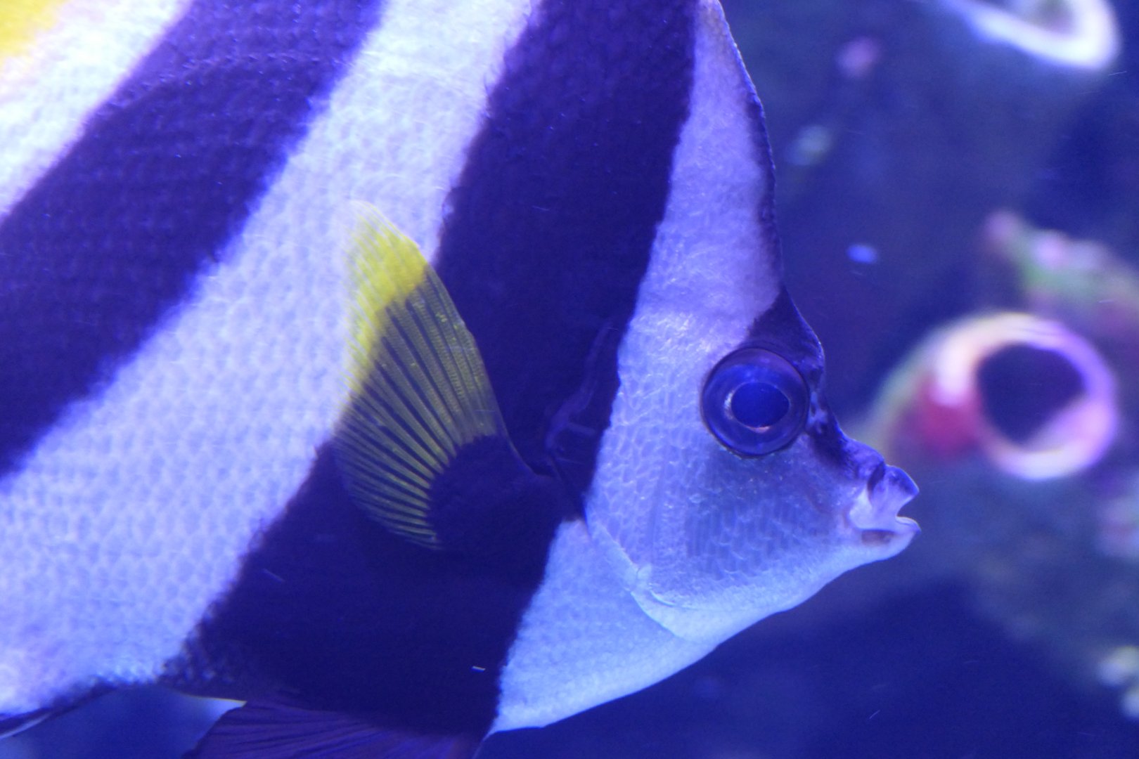 Longfin Bannerfish